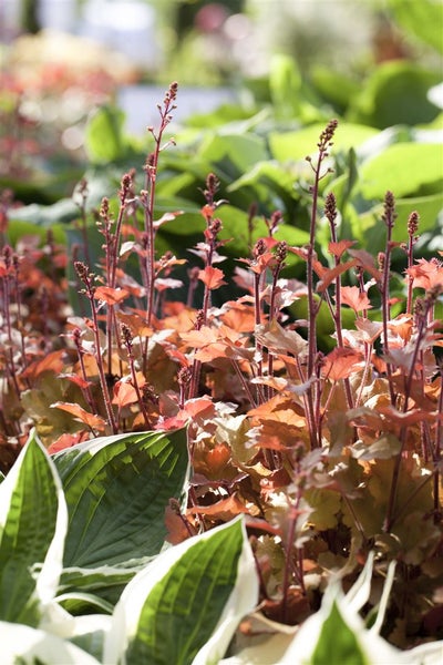 Heuchera villosa 'Marmalade', Purpurglöckchen, orange, ca. 11x11 cm Topf