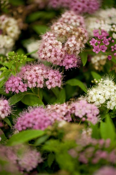 Spiraea japonica 'Shirobana', Japanische Spiere, mehrfarbig, 20–30 cm
