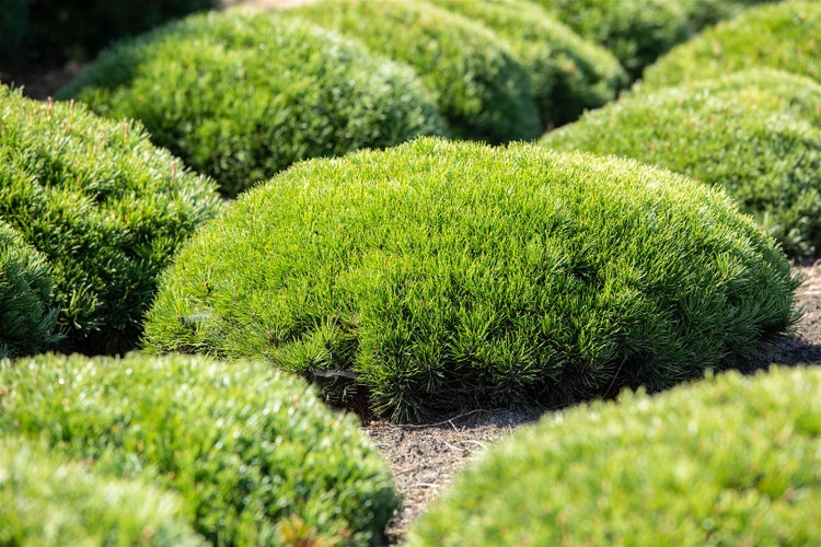 Nahaufnahme von Zwergkiefern im Garten