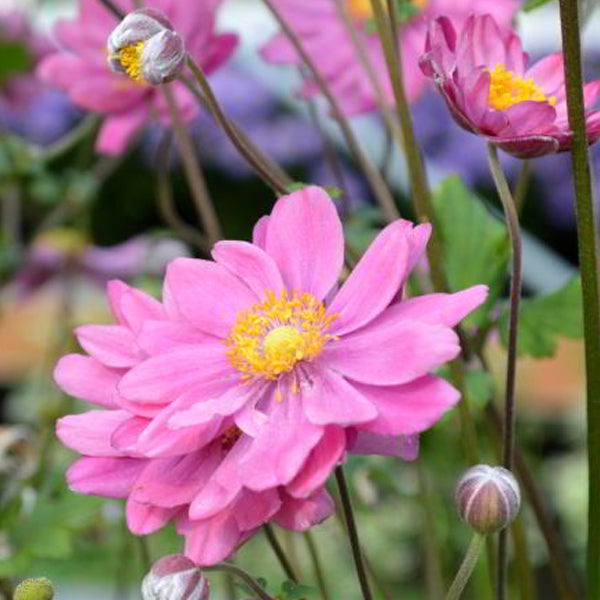 Nahaufnahme einer pinkfarbenen Herbst-Anemone mit gelber Mitte