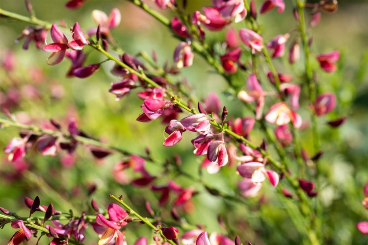 Aufnahme einer Ginsterpflanze mit Blüten
