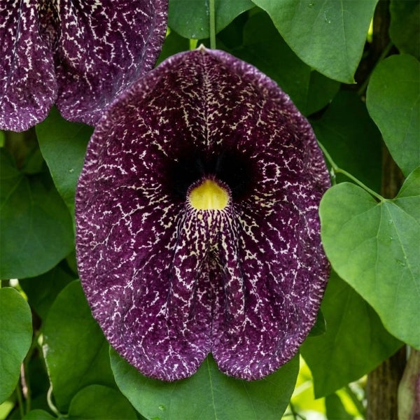 Gespensterpflanze Aristolochia elegans mit einer gemusterten Blüte und grünen Blättern