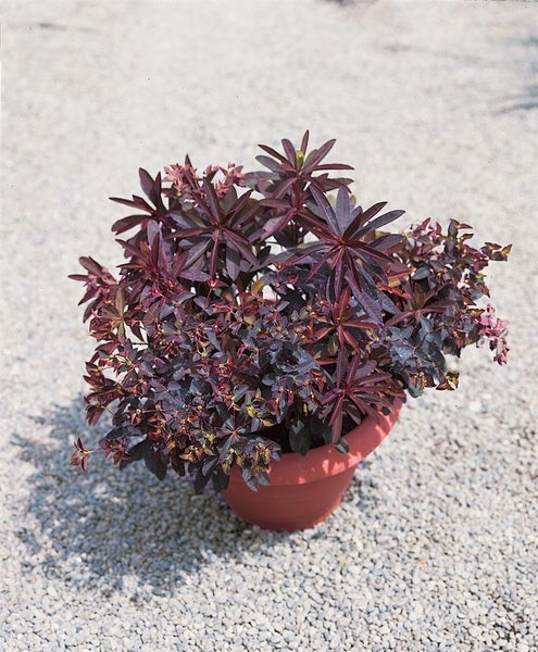 Wolfsmilch in einem Pflanzgefäß