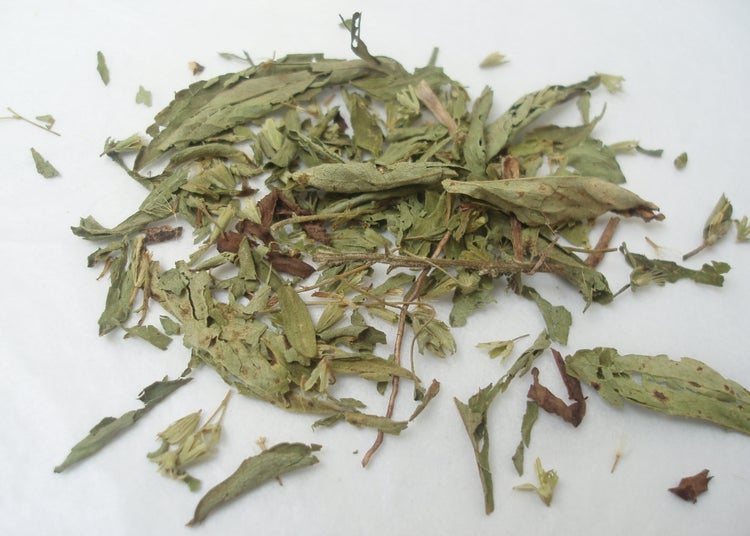 SAFLAX Anzucht Set - Stevia Süßkraut - Stevia rebaudiana - 100 Samen - Mit Mini-Gewächshaus, Anzuchtsubstrat und 2 Töpfen