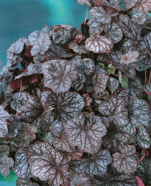 Heuchera americana 'Velvet Night', Purpurglöckchen, dunkelviolett, ca. 11x11 cm Topf