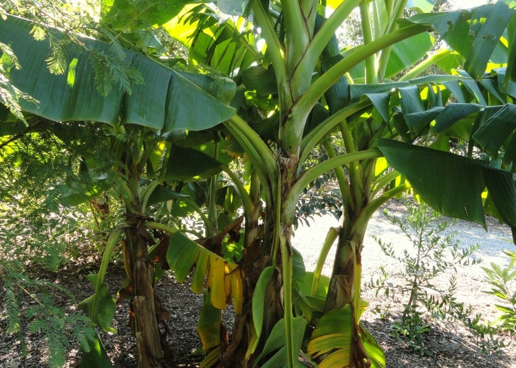 SAFLAX Garden to go - Darjeeling - Banane - Musa sikkimensis - 5 Samen - Mit Topf, Klima - Deckel und Anzuchtsubstrat