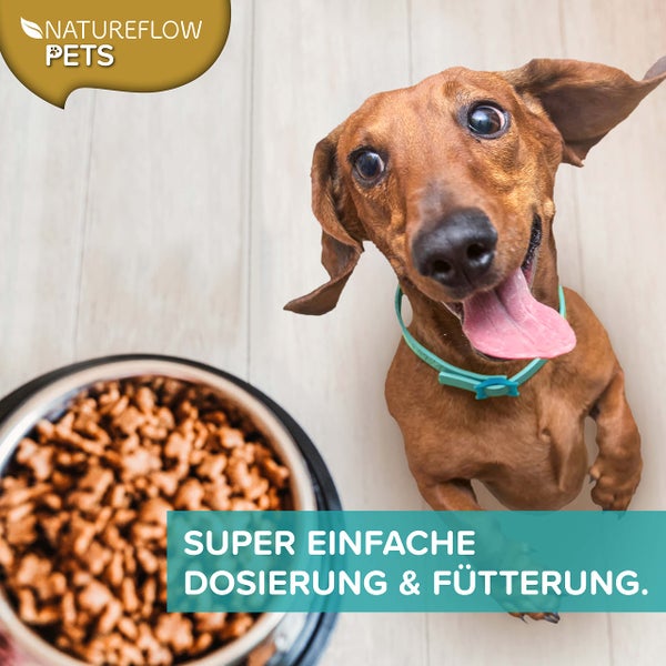 Grünlippmuschel Hund TESTSIEGER - 500g natürliches Grünlippmuschelpulver für Hunde - Unterstützung der Gelenkfunktion - Grünlippmuschel für Hunde mit Hoher Akzeptanz - Grünlippmuschelpulver Hund