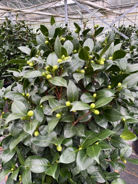 Kamelie in weiß 130 -160  cm, 12 - 14 jährige Pflanze Camellia Dalonega Premiumqualität winterhart