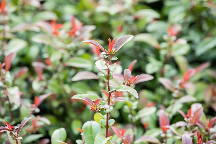 Chaenomeles 'Friesdorfer Typ 205', Zierquitte, 40–60 cm