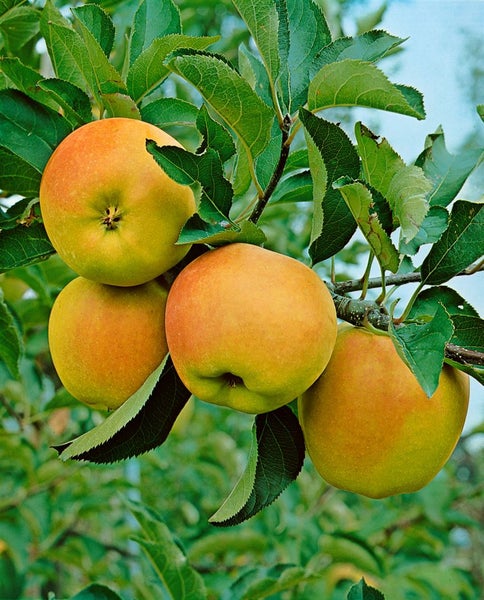 Malus domestica 'Mutsu', Apfelbaum, grün-gelb, 150–200 cm