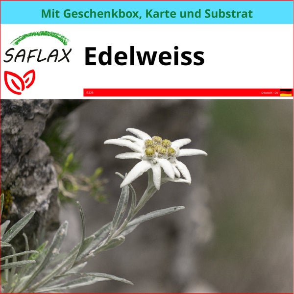 SAFLAX Geschenk Set - Edelweiss - Leontopodium alpinum - 500 Samen - Mit Geschenkbox, Versandaufkleber, Geschenkkarte und Anzuchtsubstrat