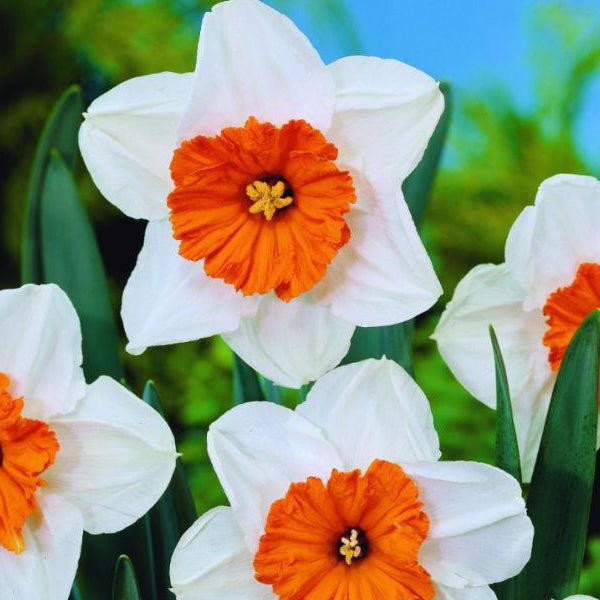 Narzissenblüten mit orangefarbener Mitte