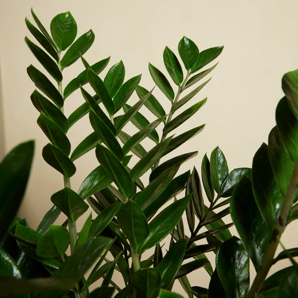Bloomique - 2er Set - Zamioculcas Zamiifolia - Glücksfeder - Zimmerpflanzen Groß - Sehr Pflegeleicht - Luftreinigend - Höhe 80-90 cm - Topf 21 cm