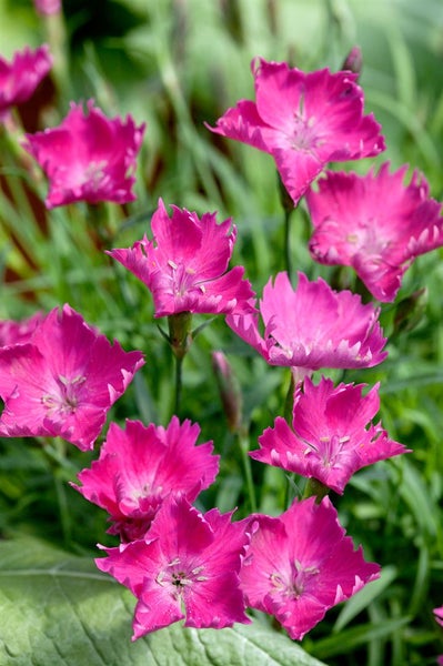 Gruppe pinkfarbener Nelken im Garten