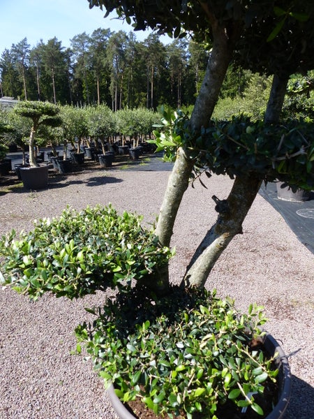 Olivenbaum 5 Pon Pon Bonsai Formgehölz Gartenbonsai Olea europaea Olive winterhart