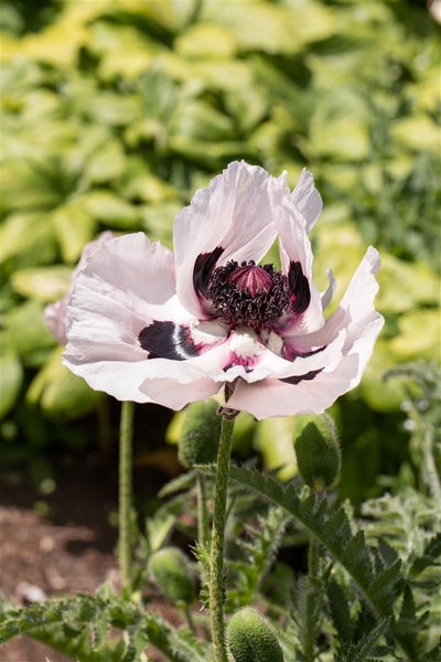 Blühender Mohn im Garten