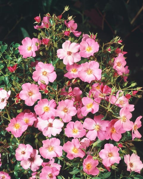 Rosa 'Fortuna', Rose, pink, 5-7,5 Liter Container