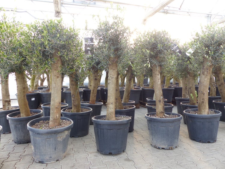 Olivenbaum Bonsai 160 cm Olive beste Qualität, Stammumfang 30 - 40 cm, winterhart, Olea Europaea