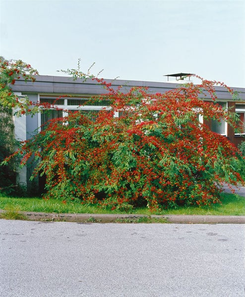 Cotoneaster salicifolius floccosus, immergrün, 80–100 cm