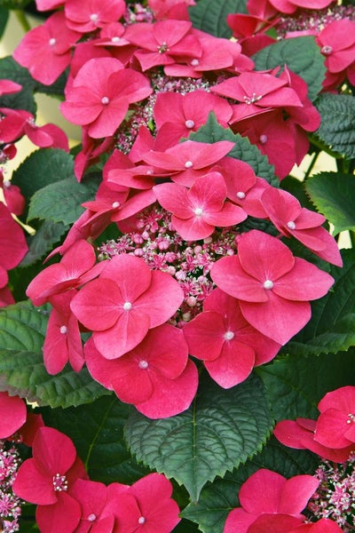 Nahaufnahme einer rosa Hortensienblüte mit grünen Blättern