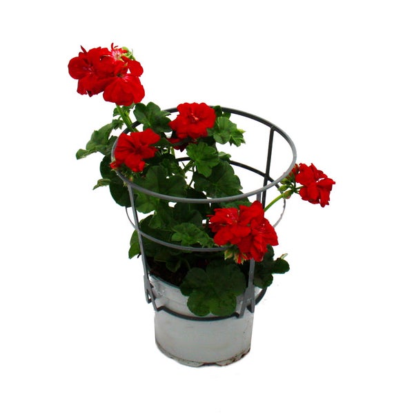 Geranien hängend - Pelargonium peltatum - 12cm Topf - Set mit 6 Pflanzen - Farb-Mix