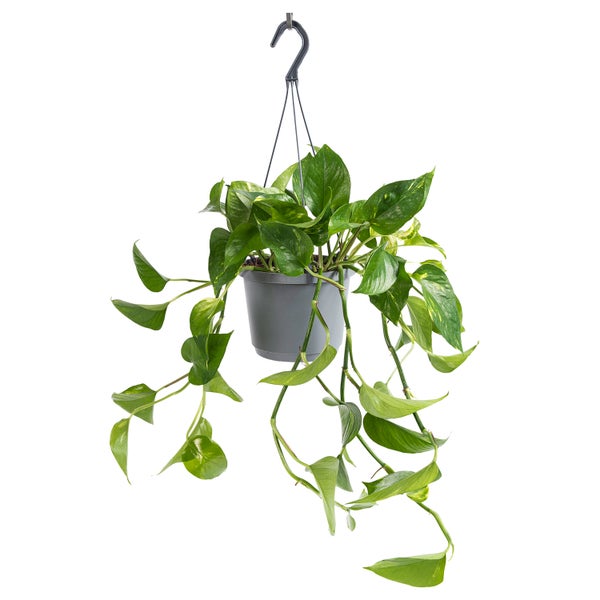 1x WL Epipremnum Aureum P17H50