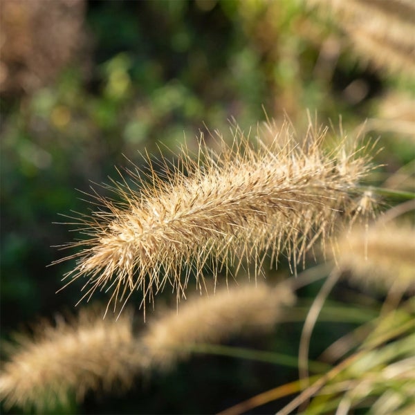 Lampenputzergras Pennisetum alopecuroides mit bürstenartigem Blütenstand im Außenbereich.
