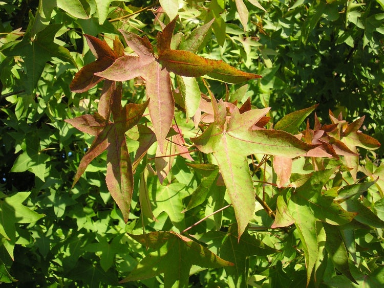 SAFLAX  - Amerikanischer Amberbaum - Liquidamber styraciflua - 100 Samen