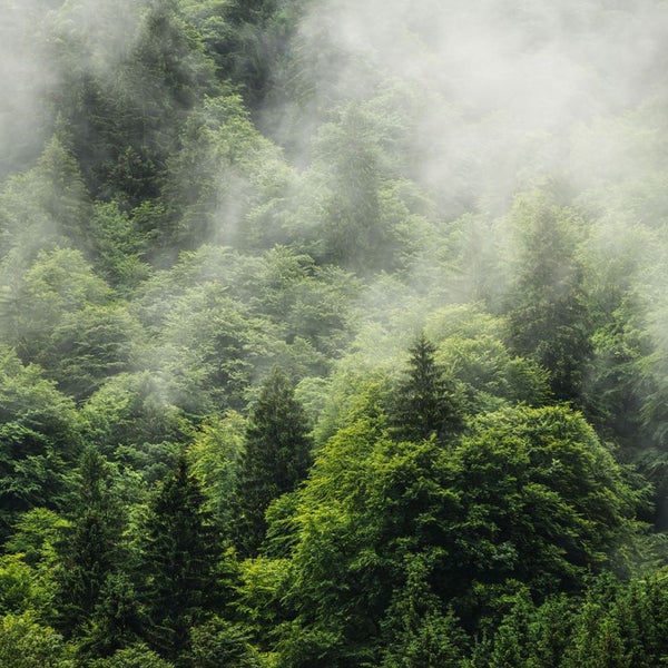 Bewaldeter Berghang mit Nebel