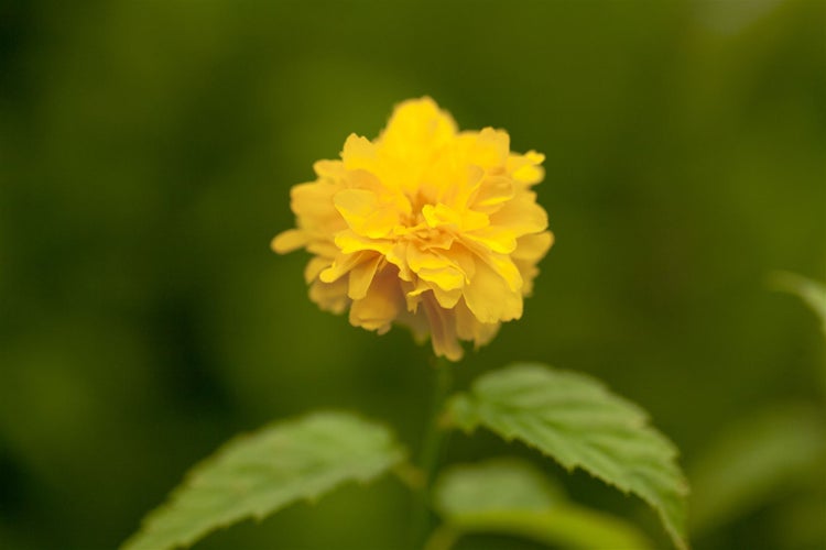Kerria japonica 'Pleniflora', Ranunkelstrauch, gelb, 40–60 cm