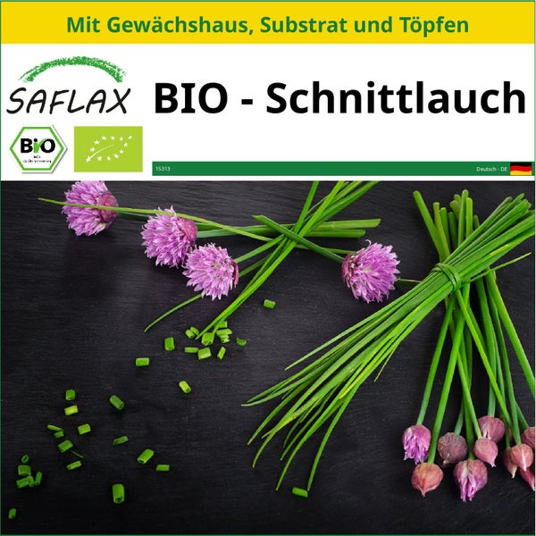 SAFLAX Anzucht Set - BIO - Schnittlauch - Allium schoenoprasum - 250 Samen - Mit Mini-Gewächshaus, Anzuchtsubstrat und 2 Töpfen