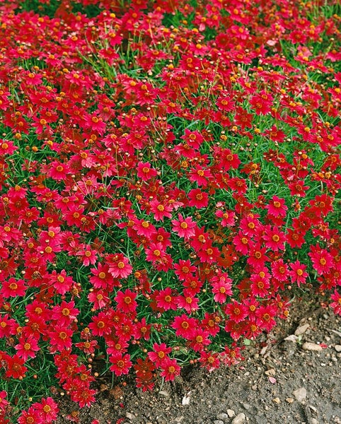 Coreopsis rosea 'Limerock Ruby', Mädchenauge, rubinrot, ca. 11x11 cm Topf