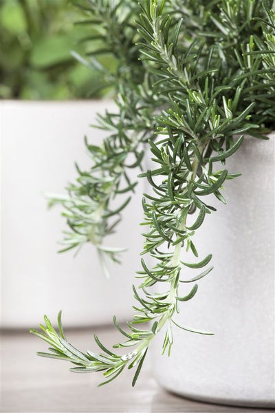 Rosmarinus officinalis 'Prostratus', kriechender Rosmarin, ca. 9x9 cm Topf