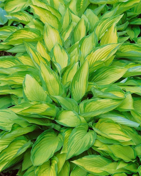 Hosta undulata 'Undulata', Funkie, grün-weiß, ca. 11x11 cm Topf