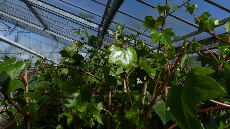 50 Stück Efeu Hedera helix 180 - 200 cm Pyramide Säule winterhart Kletterpflanze Hecke Sichtschutz blickdicht
