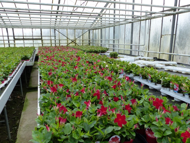 Großes Gewächshaus mit organisierten Reihen von Mandevilla-Pflanzen in weißen Töpfen mit vielen roten Blüten zwischen grünen Blättern.