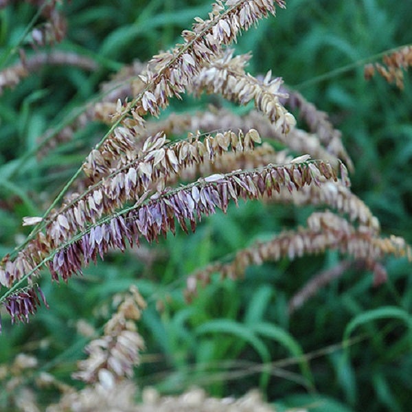 Nahaufnahme von Ziergras im Garten