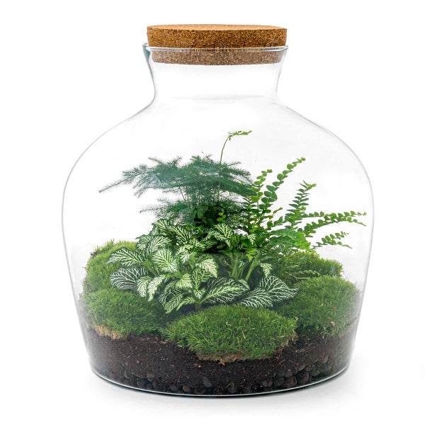 Flaschengarten Fat Joe - GRÜN - DIY-Pflanzen-Terrarium - 30cm hoch