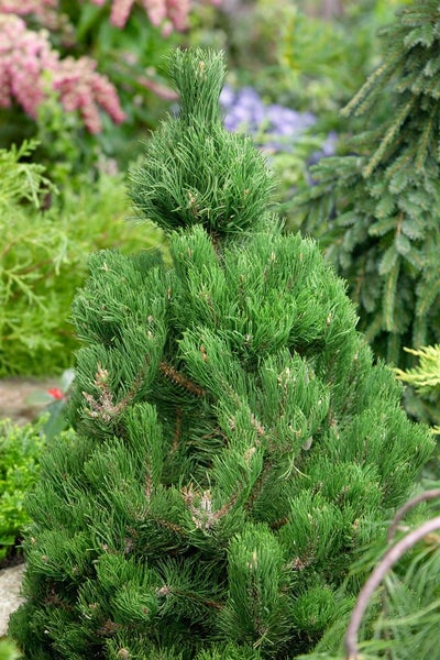 Pinus nigra 'Oregon Green', Schwarzkiefer, immergrün, 80–100 cm