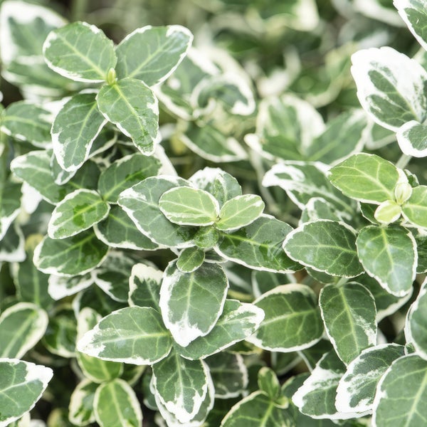 Bodendecker - Kriechspindel - Euonymus fortunei 'Emerald Gaiety' - 9cm Topf - Set mit 40 Pflanzen