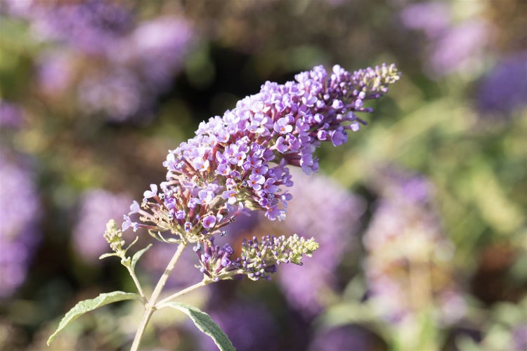 Buddleja 'Buzz Midnight', Schmetterlingsflieder, dunkelviolett, 40–60 cm