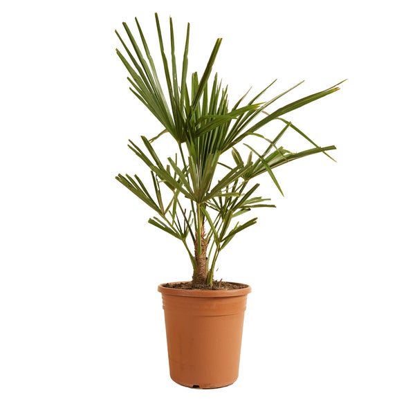 Trachycarpus Fortunei - Chinesische Fächerpalme - Palme - Winterhart - ⌀21 cm - ↕60-70 cm