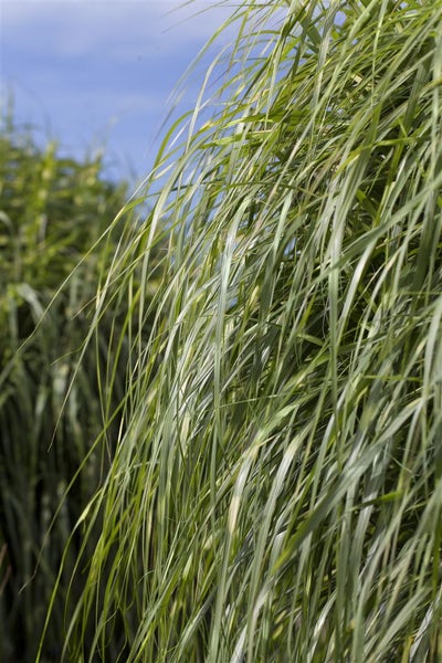 Miscanthus sinensis 'Zebrinus', Zebragras, ca. 11x11 cm Topf
