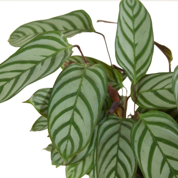 Pfeilwurz mit gestreiften Blättern