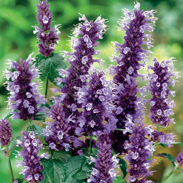 Nahaufnahme von duftenden Agastache Blumen