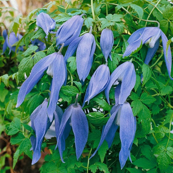 Clematis alpina 'Frances Rivis', Alpen-Waldrebe, blau, 60–100 cm