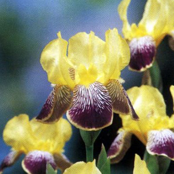 Gelb-violette Schwertlilienblüte