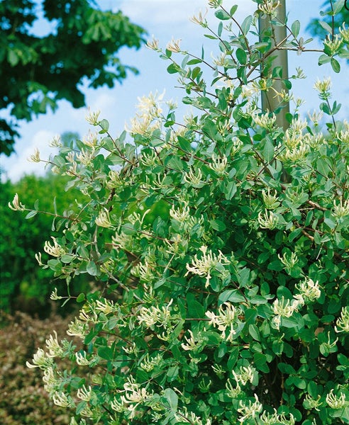 Lonicera caprifolium, Jelängerjelieber, cremeweiß, 40–60 cm