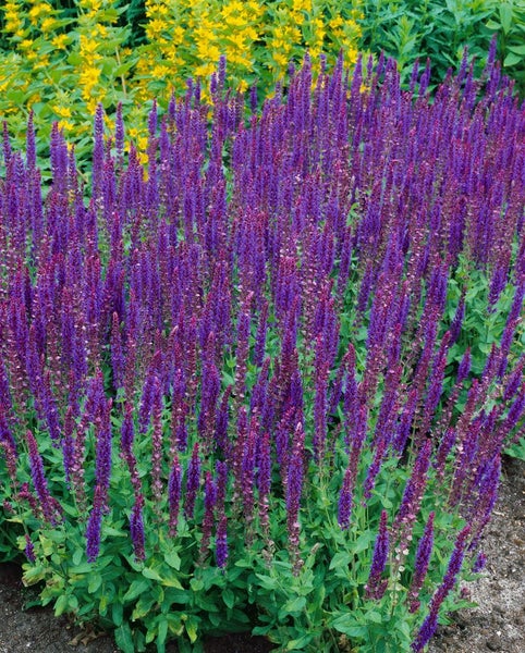 Blühender Salbei im Garten