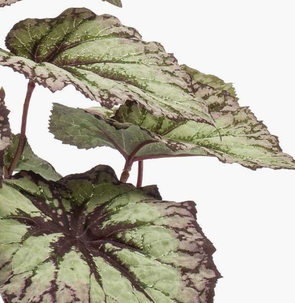 Detailansicht einer Begonia rex mit grün-dunkelroten, gemusterten Blättern.